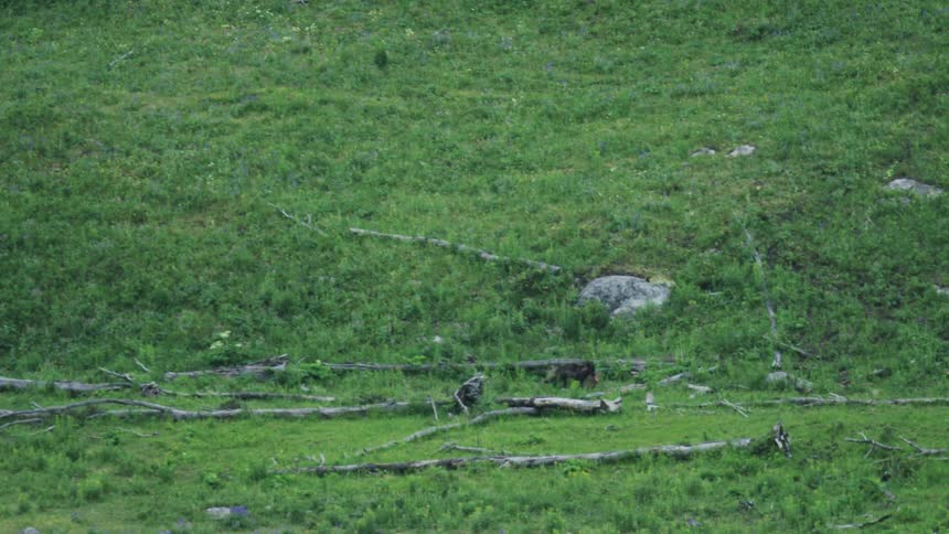 A wolf walking along a ravine with prety in its mouth
