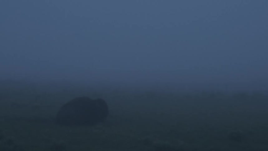Buffalo lying on the grass on a dark and foggy day