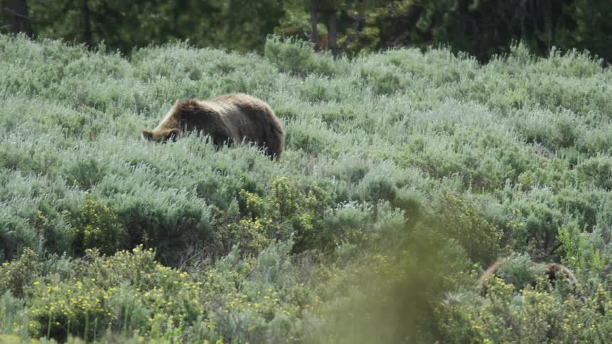 A grizzly bear walking among sagebrush at a forest edge