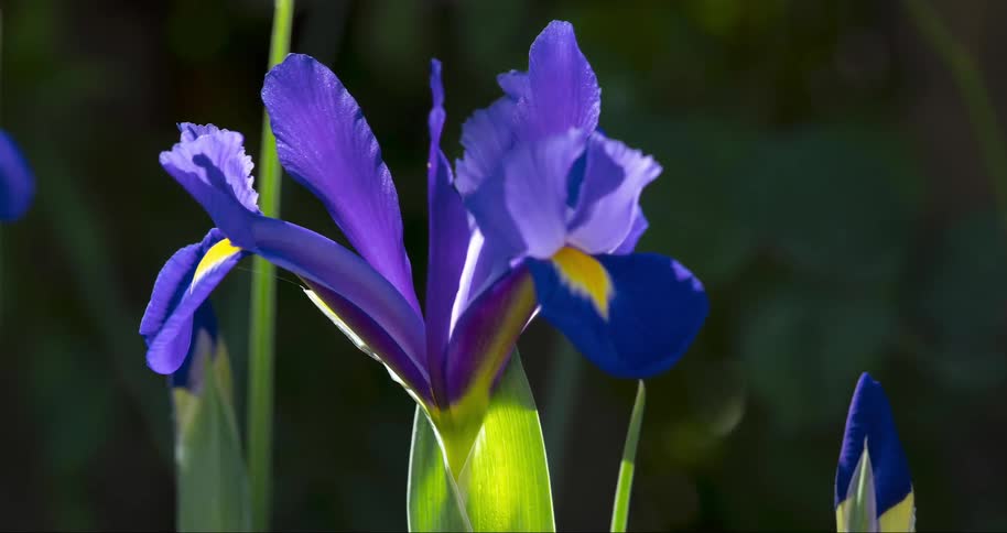 Closeup on a plant with blooming purple petals