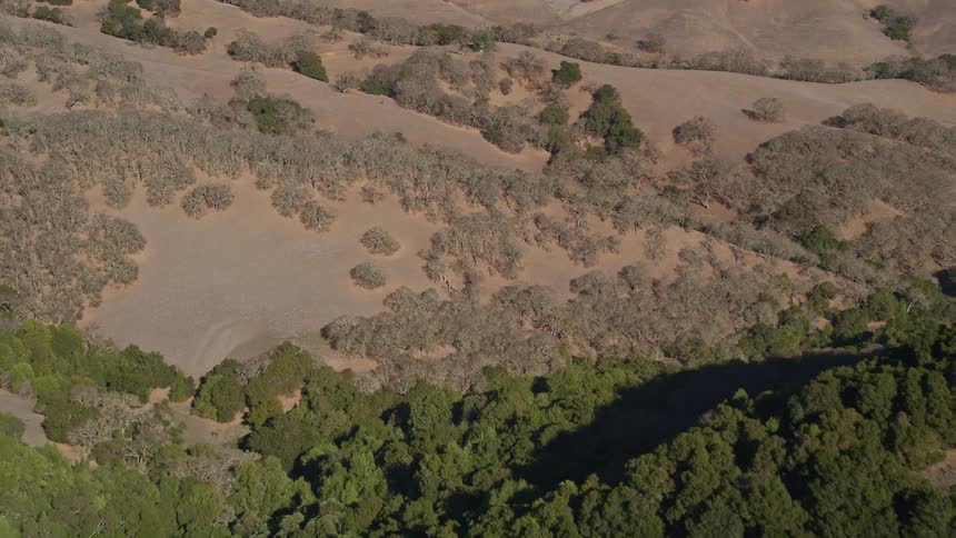 Aerial view of hills of trees and grass