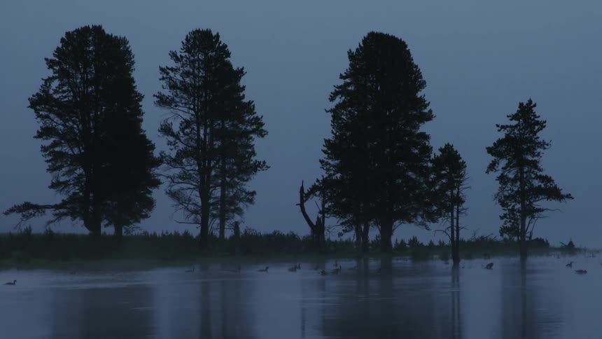 Ducks swimming on a pond on a foggy morning