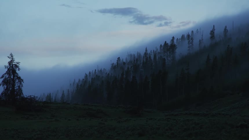 Mountainous landscape with conifers and fog
