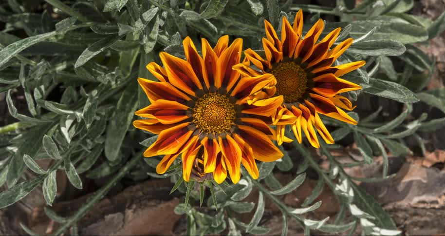 Time lapse of sunflowers blooming as the sun passes over them