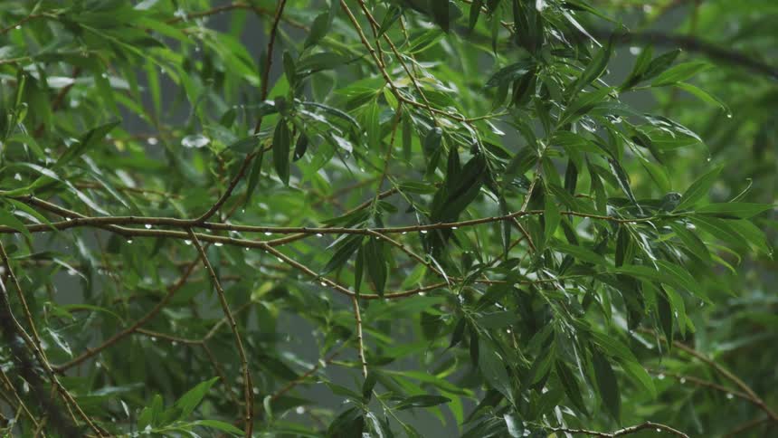 Rain dripping off of leaves during a storm