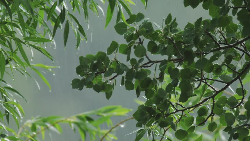 Tree branches with green leaves and a rainy day