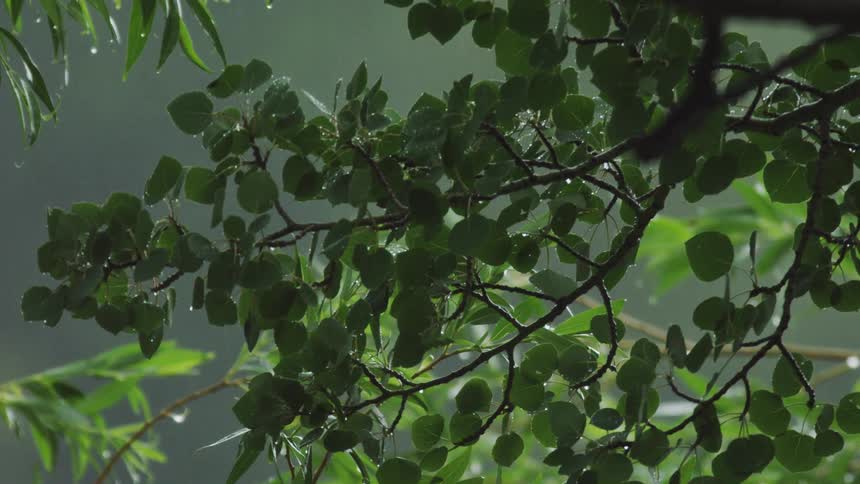 Closeup on a branch with green leaves on a rainy day