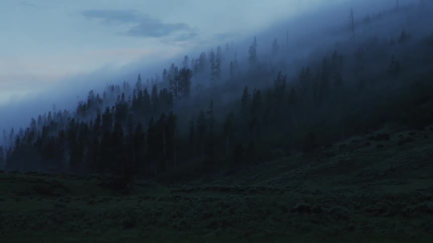 Wooded landscape with conifers in mountains on a foggy morning