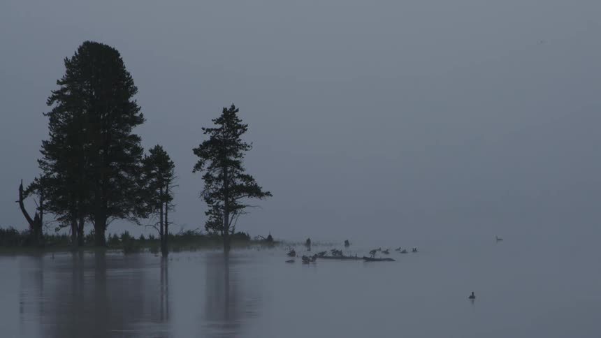 A duck swims in a lake near a shore