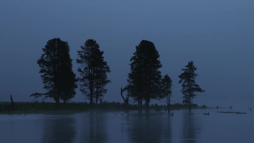 Trees next to a duck pond on a cloudy and foggy day