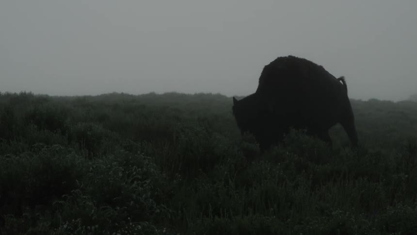 A buffalo grazing on a foggy field