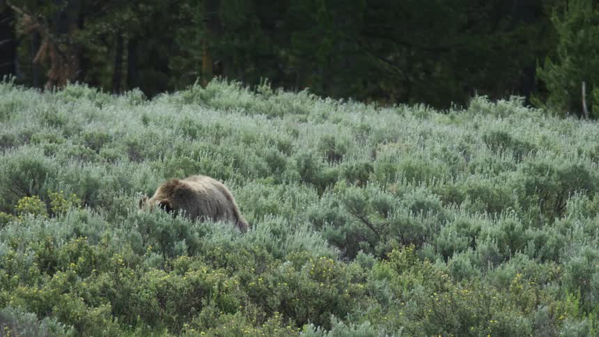 Grizzly bear walking through sagebrush at a forest edge