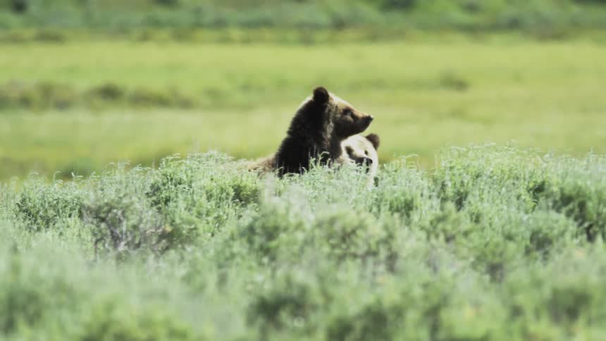 A large grizzly bear stands up in the tall grass