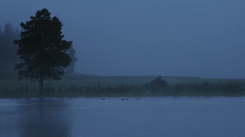 Ducks swimming on a pond during foggy morning