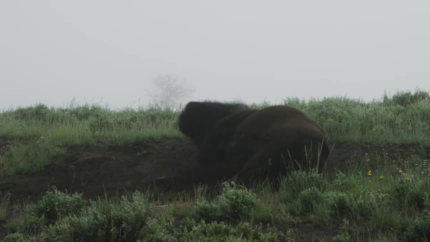 Buffalo playing and rubbing its body on the ground in the jungle on a cloudy day