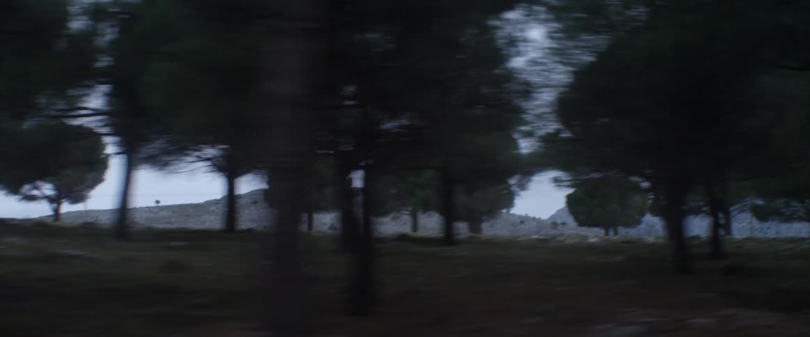 View of passing trees as if person viewing them is in a vehicle