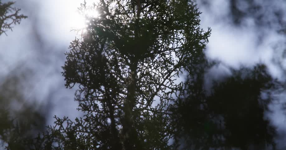 Sunlight peeking through dense tree branches