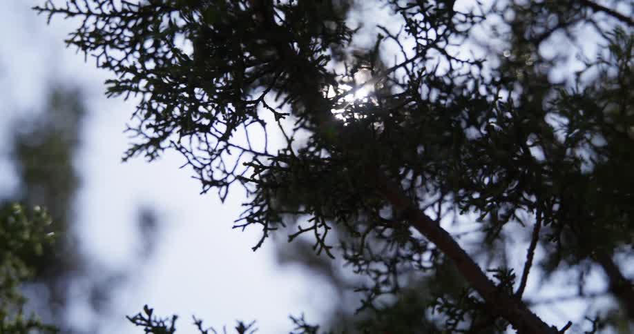 Plants grow in a forest