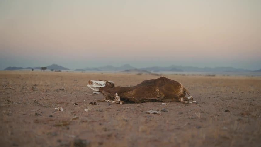 A carcass of a dead animal on a sandy ground