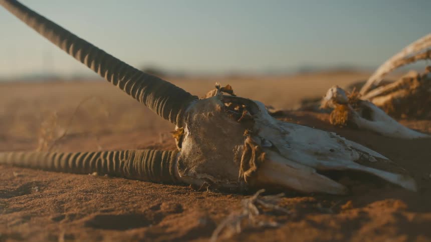 The bones of an oryx lie on the dirt