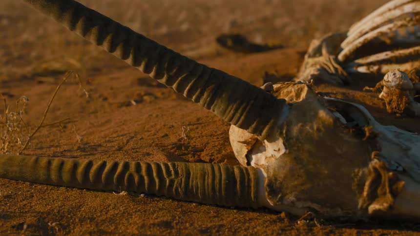 The bones of an oryx lie in the dirt
