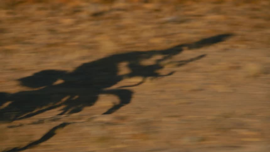 The shadow of a person riding a bicycle is cast on the ground