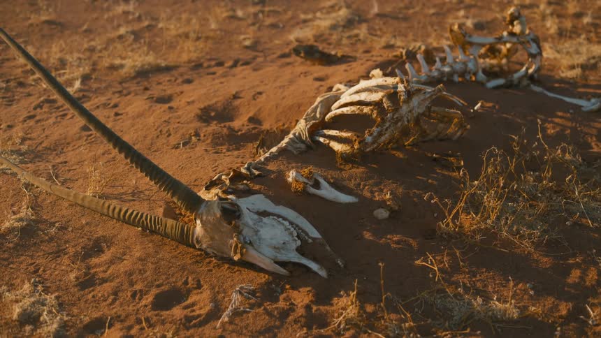 The animal bones are covered in dirt