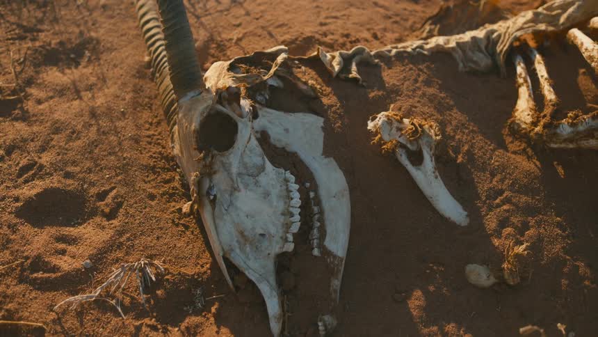 The animal skeleton is sticking out of the soil