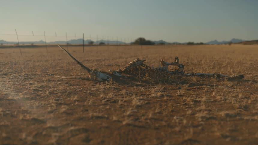 The bones of a wild animal on a flat area
