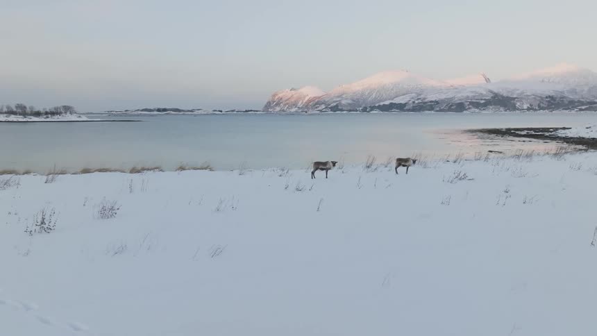 Two animals square they are standing on a snowy ground in front of a huge lake