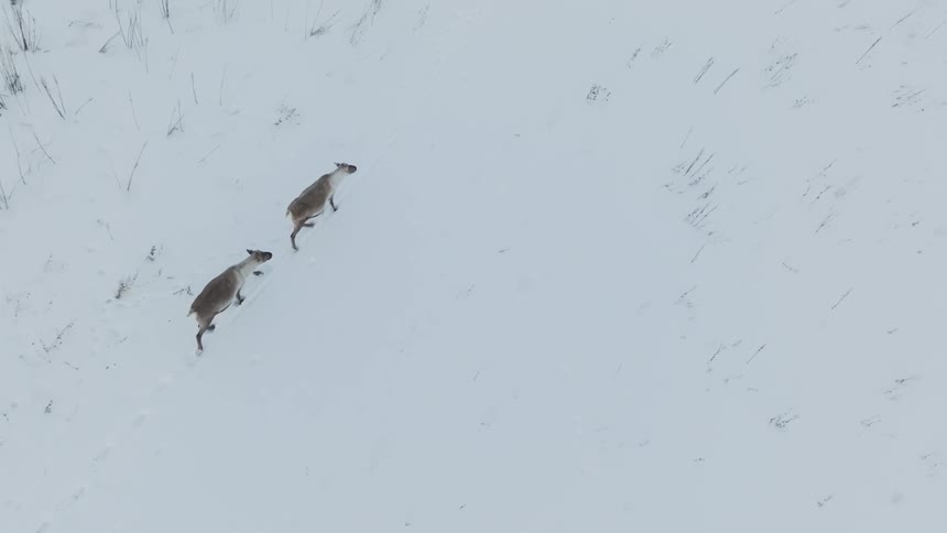 Two animals climb a snow covered slope