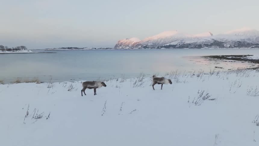 Two quadrupedal wild animals are standing on a snowy ground on the shore of a huge lake