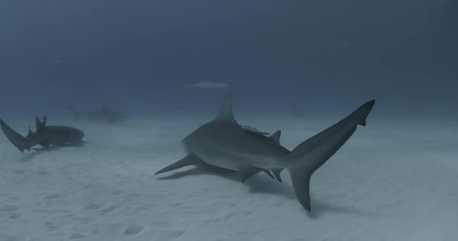 A large shark swims along the bottom of the water with others