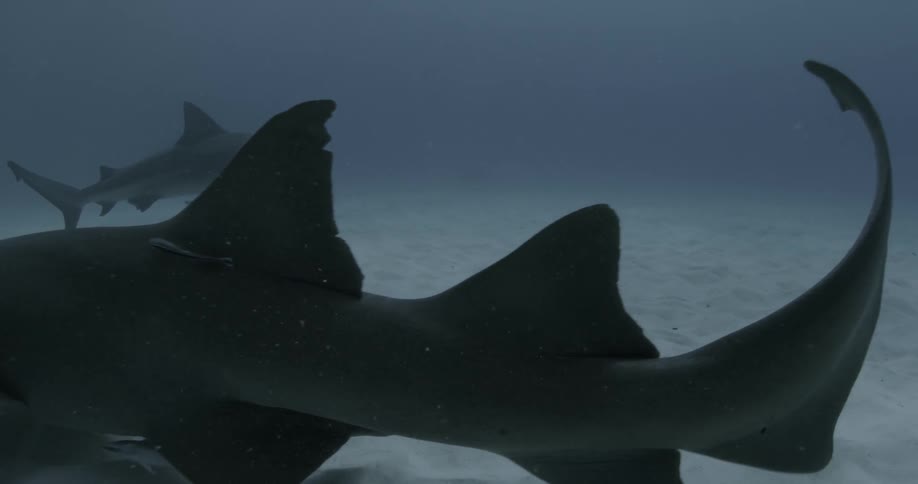 A shark is swimming along the sand as another passes