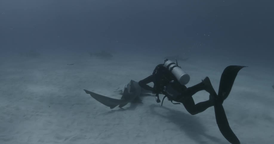 A diver swims towards a shark near the sand underwater