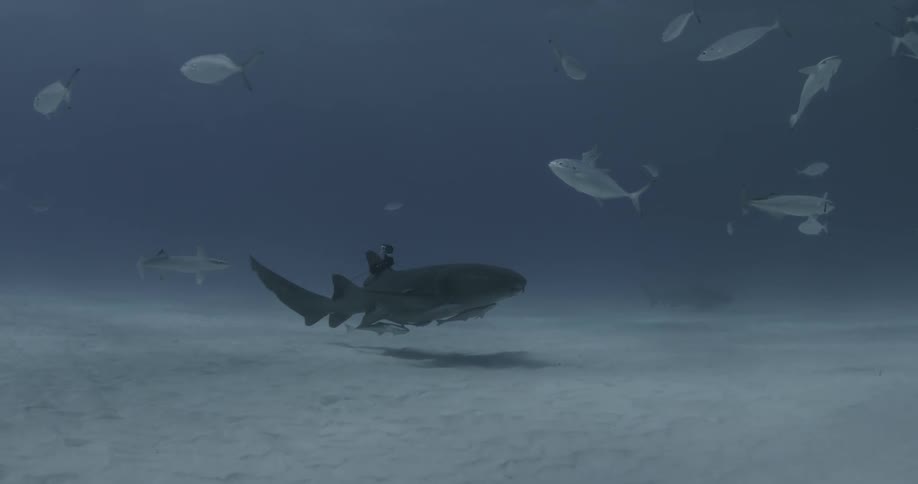 A shark and fish swim in the ocean