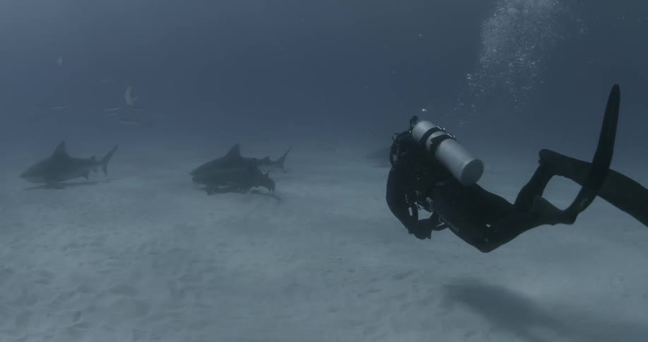 A scuba diver is swimming towards a group of sharks
