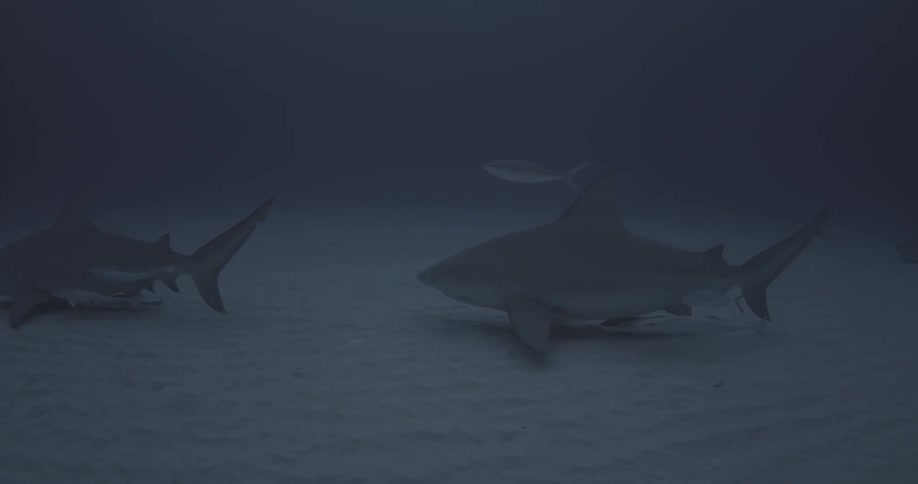 Sharks accompanied by fish are swimming near the ocean floor