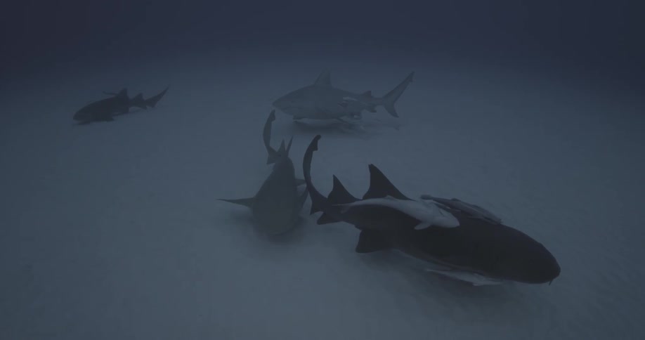 A school of sharks are swimming along the ocean floor