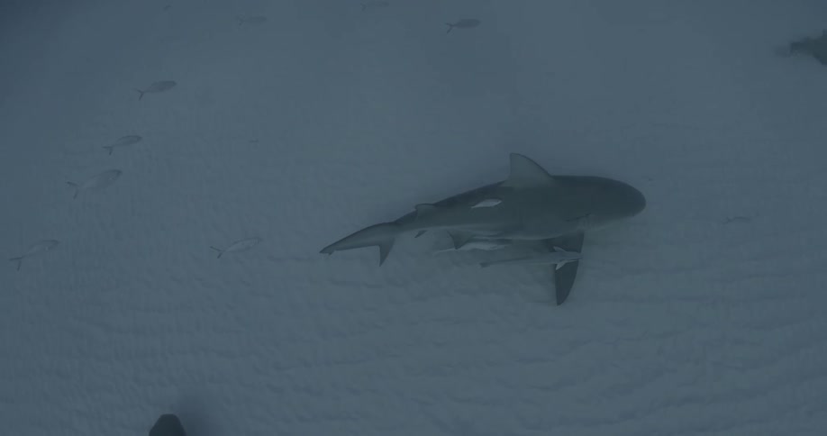 A shark is swimming on the ocean floor