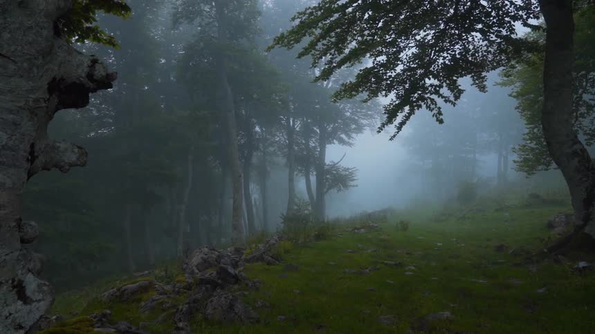 Wind stirs branches of trees on shore on a foggy day