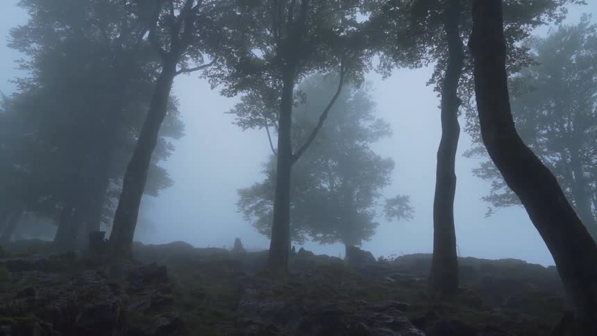 Heavy fog fills the dark forest