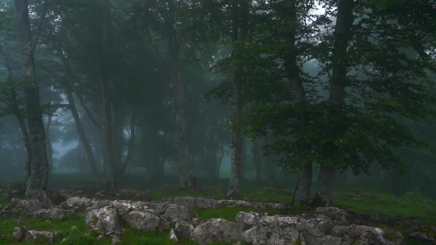 Landscape of a forest with trees swaying by the force of the wind and mist