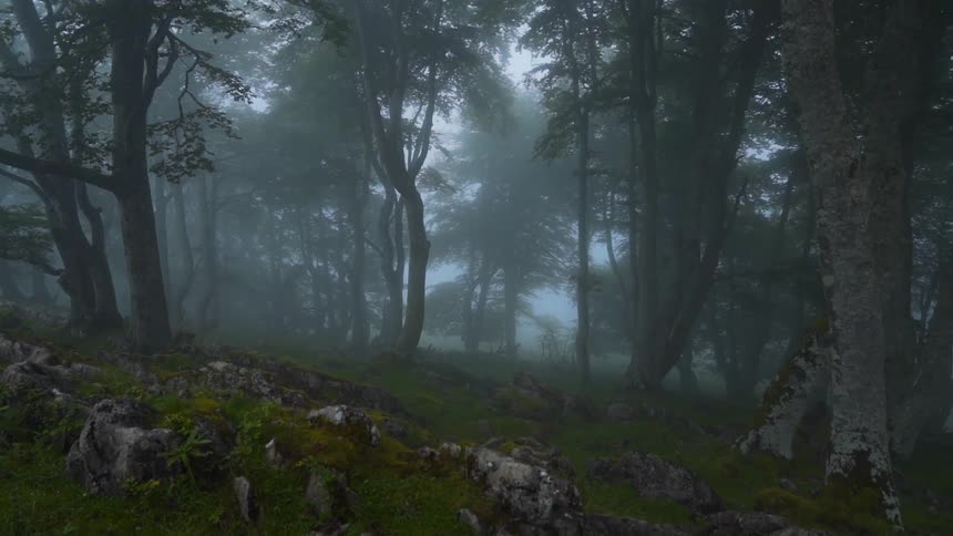 The forest is covered with fog