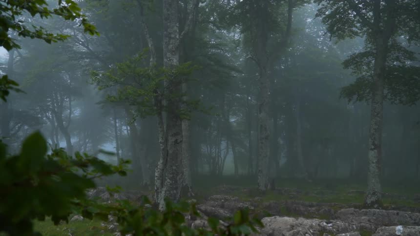 A foggy wooded area