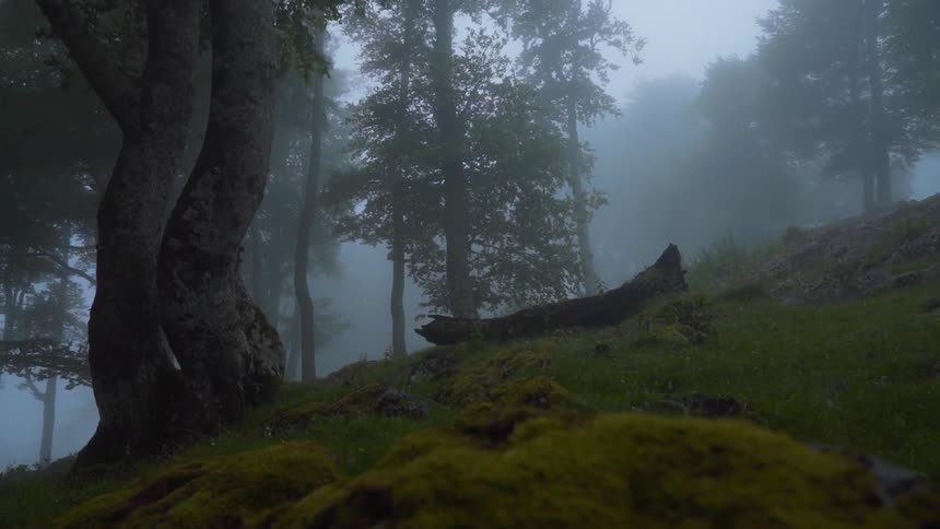 Nature of a forest with rocks with mosses on a foggy day