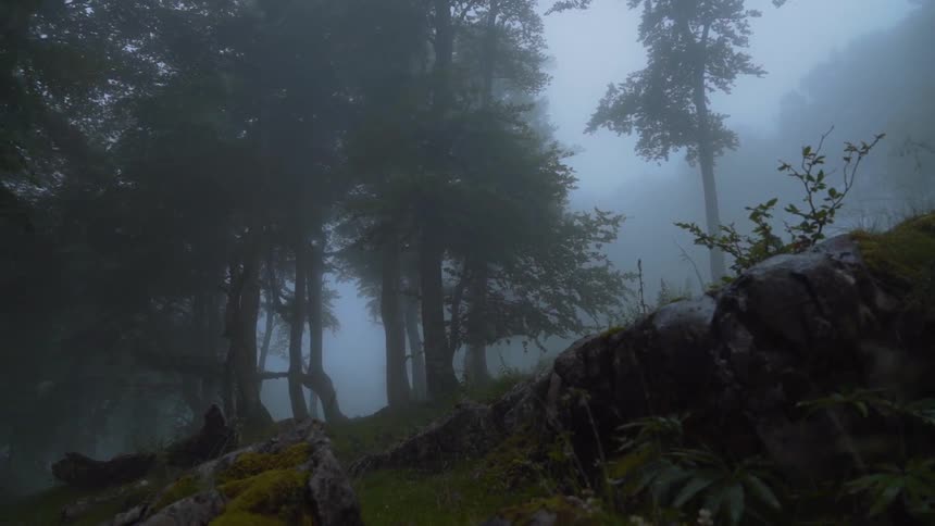 Dense fog obscures tree groves near moss covered rocks