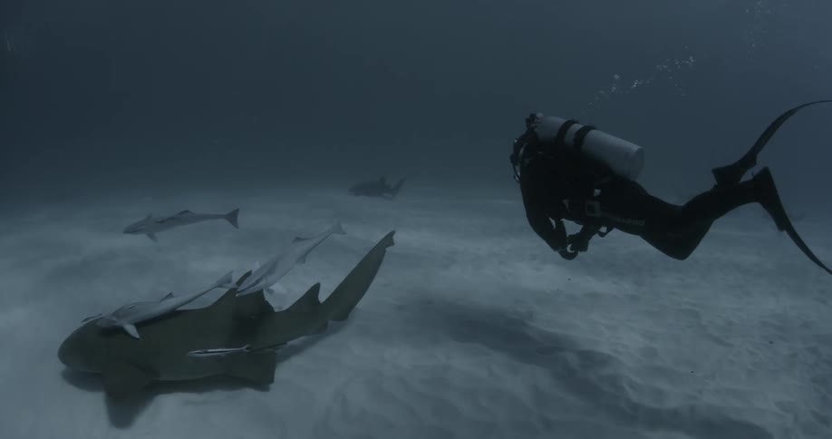 A diver swimming up to a school of sharks