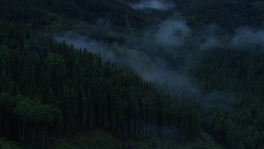 Aerial panorama of a coniferous forest and lush mountains with fog