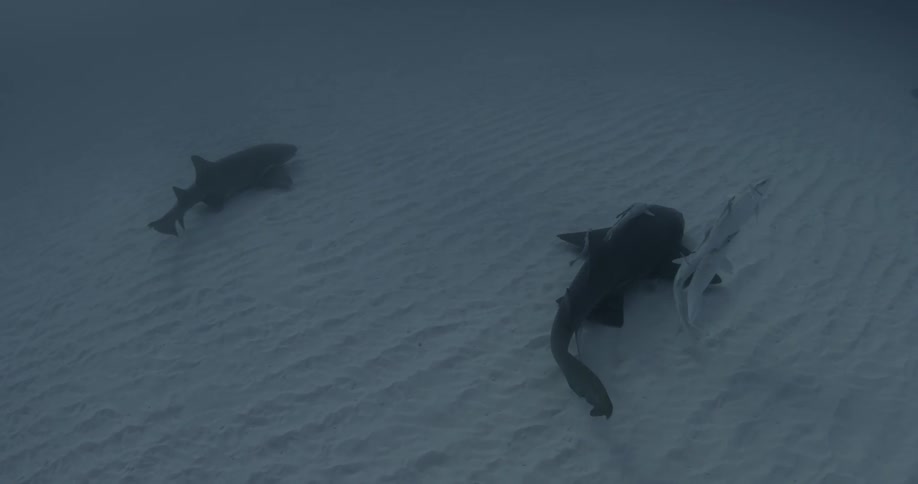Two sharks swim along the sand deep underwater